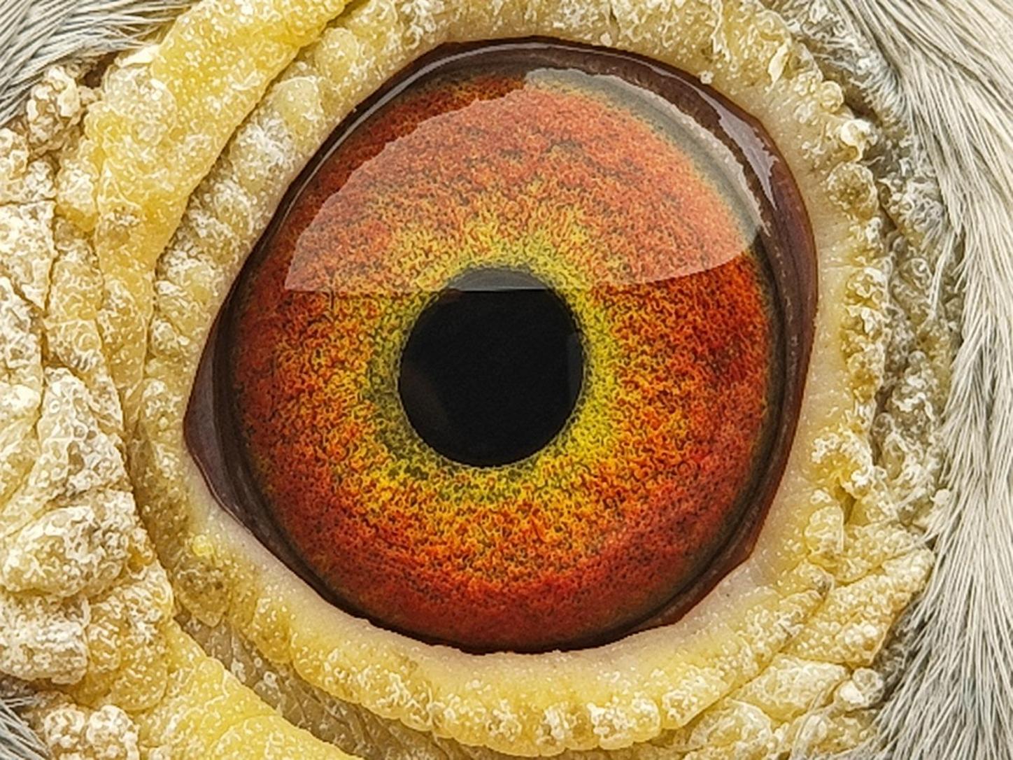 Pigeon eye